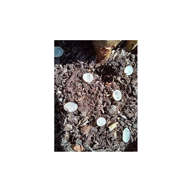 Biotop - Nematodes in Microcapsules - Pack of 200