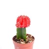 Live Moon Cactus Plant – Fully Rooted - 3-Inch Moon