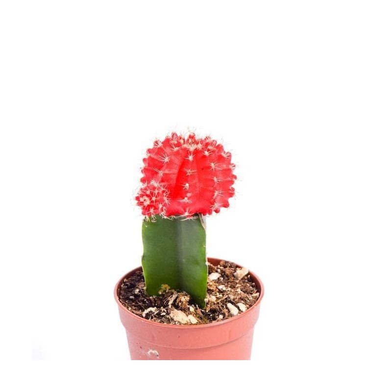 Live Moon Cactus Plant – Fully Rooted - 3-Inch Moon