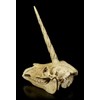 Figuren Shop GmbH Unicorn Fantasy Skull | Gothic Head Sculpture,
