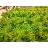 RAISE ME UP: Seeds Indoor Lettuce Green Leaf Balcony Non