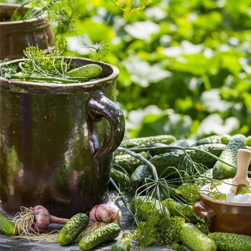 Hofmeister Holzwaren, cucumber pot, cucumber pot with lid, 2 liter,