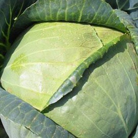 Organic All Seasons Cabbage - 1 OZ ~6,500 Seeds - Organic, Heirloom, Non-GMO Vegetable Gardening & Microgreens Seeds - AKA: Vandergaw, Novelty