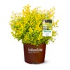 Southern Living Plant Collection SL-53Q Sunshine Ligustrum, 2.5 qt, Full