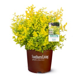 Southern Living Plant Collection SL-53Q Sunshine Ligustrum, 2.5 qt, Full Sun Evergreen Shrub with Bright-Yellow Foliage