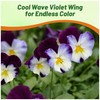 Outsidepride Cool Wave Violet Wing Viola Pansy Seeds for Planting