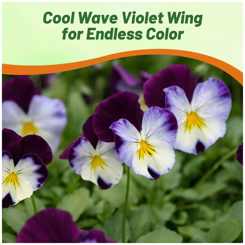 Outsidepride Cool Wave Violet Wing Viola Pansy Seeds for Planting