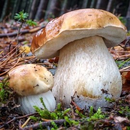 Porcini Mushrooms Spores King Boletus Spawn Mycelium Dried Seeds for Planting Non GMO 100 Seeds