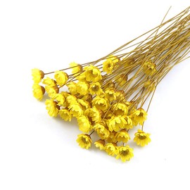 100 Stems Natural Dry Flowers Brazilian Small Star Daisy Decorative Dried Flowers Mini Daisy Chamomile Bouquet for Wedding Floral Arrangements Home Decorations Valentine's Day Gifts (Autumn Color)