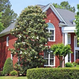 from, My Brooklyn Botanical Garden's Club Southern White Flowering Tulip Lily Magnolia Grandiflora Northern Tree~12 Seeds