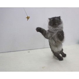Cat Dancer 101 Cat Dancer Interactive Cat Toy, 3 Pack