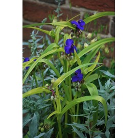 Perennial Farm Marketplace Tradescantia andersoniana 'Sweet Kate' (Spiderwort) Perennial, Size-#1 Container, Brilliant Gentian Blue Flowers