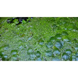 120+ GIANT/BIG/LARGE Duckweed Aquarium or Pond plant BUY TWO GET ONE FREE!