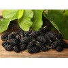 Organic Dried Black Mulberries, 1 Pound - Non-GMO, Raw Fruit,