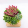 Succulent Plants, Ready to Hang in a White Pottery Pot,