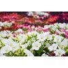 1000 Seeds Pack Petunia Multiflora Hybrida F2 Colorama Mixed -