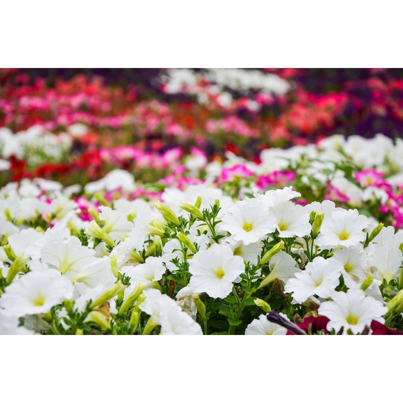 1000 Seeds Pack Petunia Multiflora Hybrida F2 Colorama Mixed -