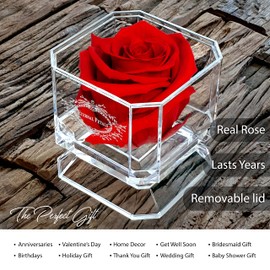 A 100% Real Rose That Lasts Years - Eternal Petals, Handmade in UK – White Gold Solo (Red)