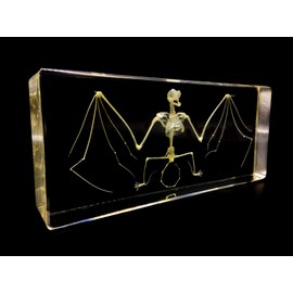 X-Large Taxidermy Real Bat Skeleton Specimens Science Classroom Specimen for Science Education（7.9x3.6x1.6 inch）