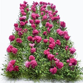 Woohome Flower Cluster Flower Vegetation Groups Grass Tufts Miniature Static Scenery for DIY Architecture Building Model Railway Train Diorama Garden Scenery Landscape Layout (Rose, Red)