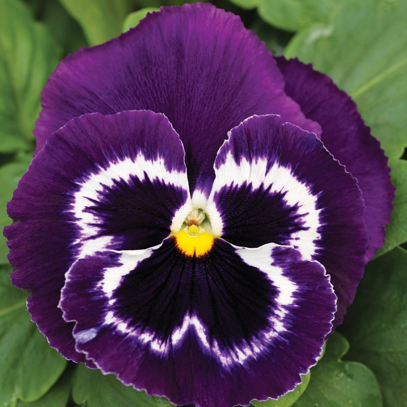 Outsidepride Viva La Violet Viola Pansy Seeds for Planting -