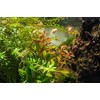 SubstrateSource Live Aquarium Stem Plants - Freshwater Aquatic Plant for