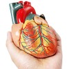 2022 Latest Design Life-Size Human Heart Model, 2-Piece 1:1 Anatomical