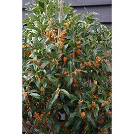 Apricot Echo Orange Tea Olive - Live Plant - 2 Gallon Pot