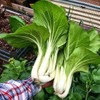 KIRA SEEDS - Seeds Chinese Cabbage Bok Choy - Heirloom