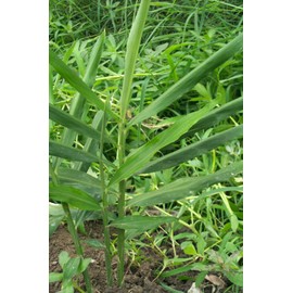 Live 10 Rhizomes of Edible Ginger Roots Zingiber Zingiber Officinale for Growing