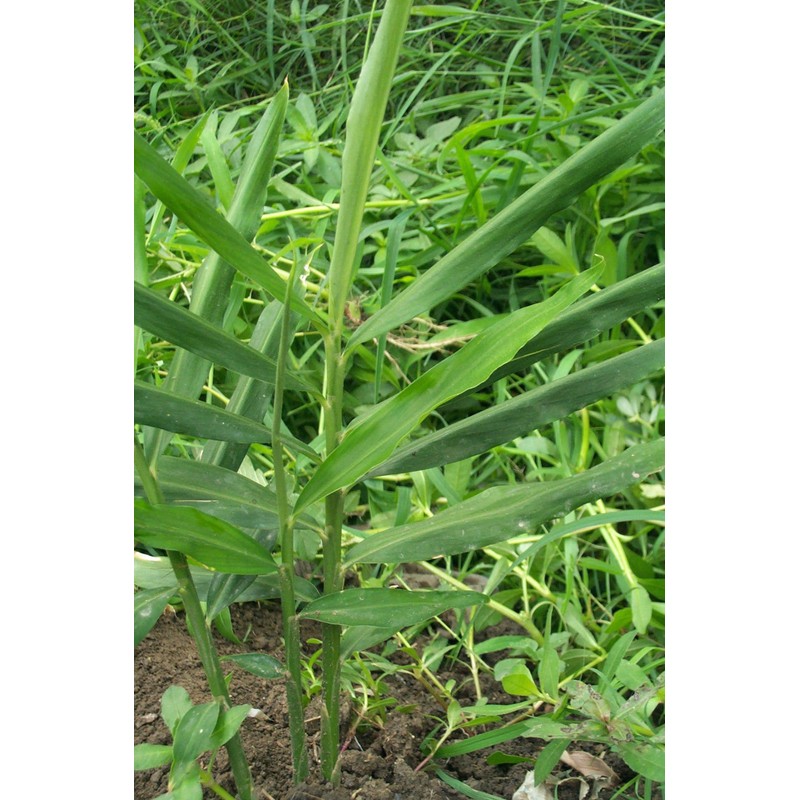 Live 10 Rhizomes of Edible Ginger Roots Zingiber Zingiber Officinale