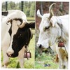 CAXUSD Farm Animal Bells Set 12x 35mm Metal Cow Bells