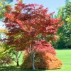 The Japanese Red Maple, Award Winning, Vibrant Leaves, 7 gal,