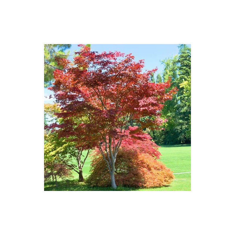 The Japanese Red Maple, Award Winning, Vibrant Leaves, 7 gal,