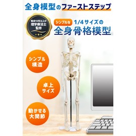 KIYOMARU Simple 1/4 Size Full Body Skeleton Model, Human Body Model, Mini, Physical The Supervised Skeleton, Bone Model, Tabletop Size, Approx. 17.7 inches (45 cm), Movable Large Joints