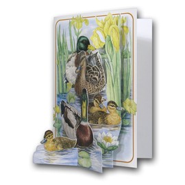 The Pictoria Press Mallard Ducks - Birds - a 3D Pop Up Greeting Card from