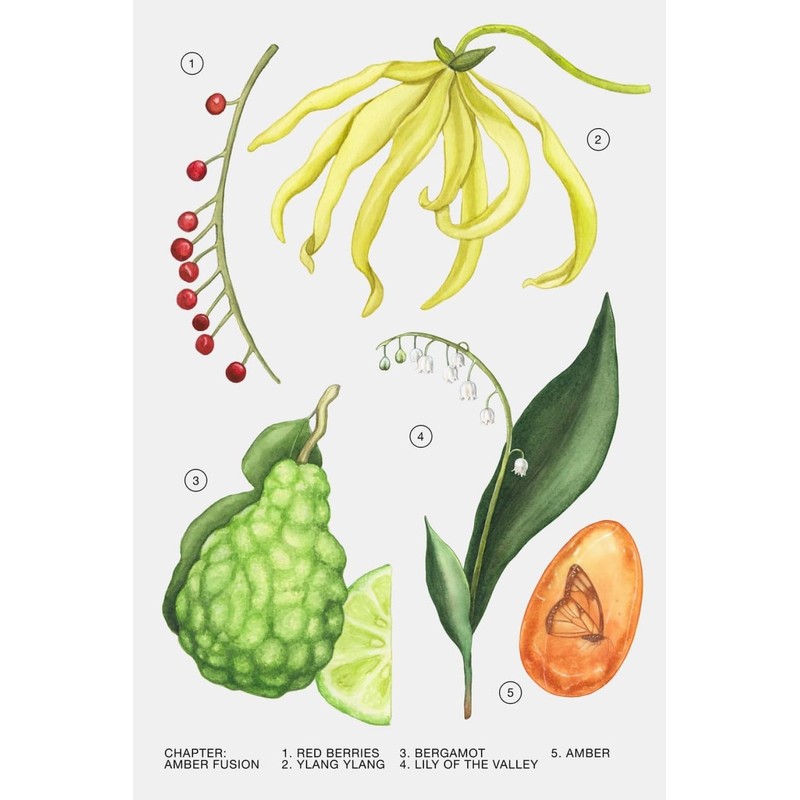 Zara Amber Fusion Perfume for Women EDP Eau De Parfum