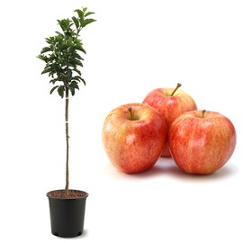 American Plant Exchange Gala Apple Tree, Fruit-Bearing Live Plant, Edible Outdoor Landscape, 3-4' Tall, 5-Gallon Pot