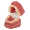 Tooth Model 28 Teeth Dental Orthodontic Model Teaching Study Supplies