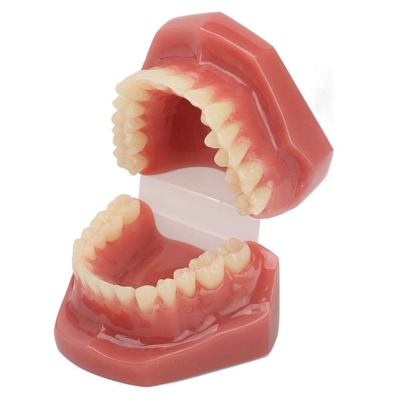 Tooth Model 28 Teeth Dental Orthodontic Model Teaching Study Supplies