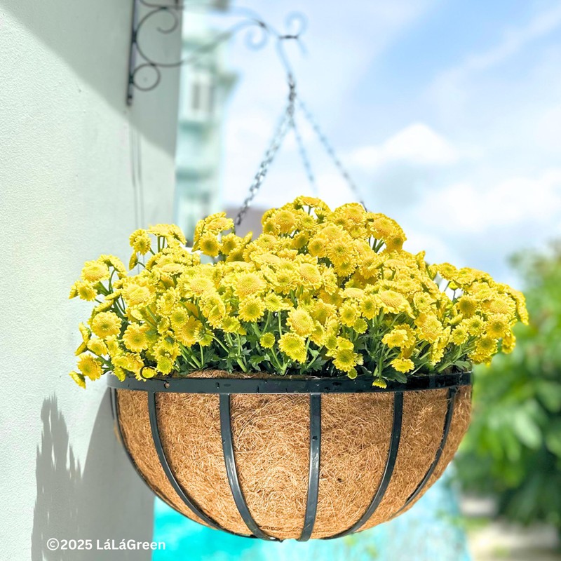 LaLaGreen Outdoor Hanging Baskets for Plants (2 Pack, 20 Inch)