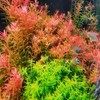 Rotala Rotundifolia HRA Live Aquatic Plant in Tissue Culture Cup