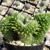 Opuntia subulata cristata Snow Ridge Cacti Cactus Succulent Real Live