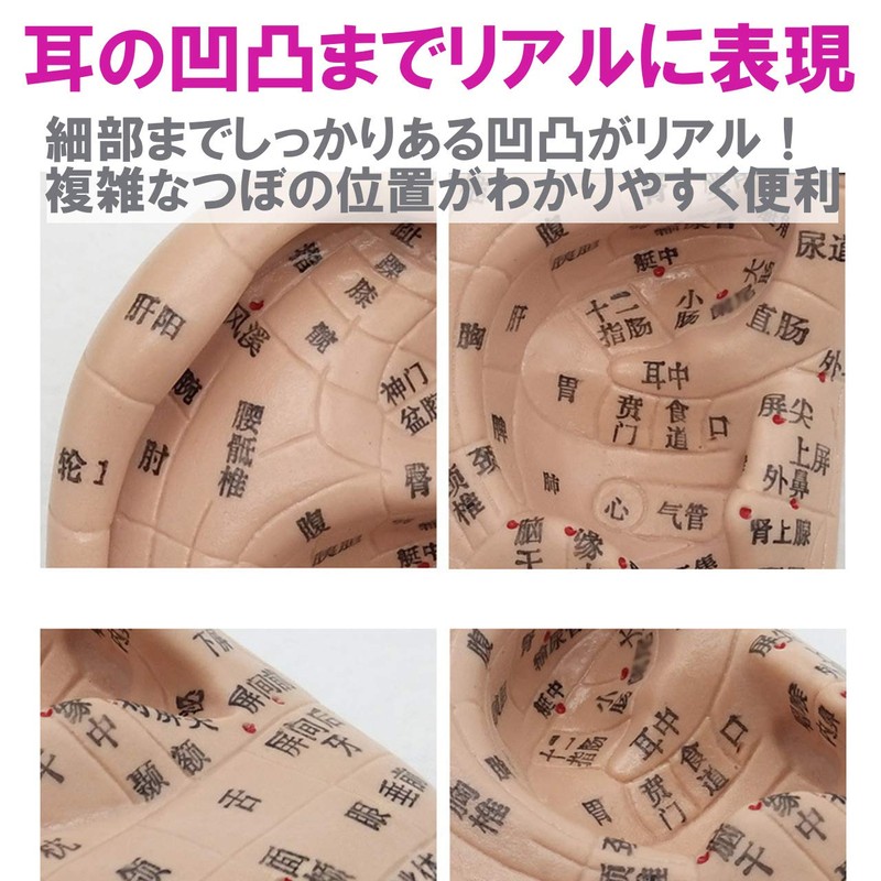 Fermore Ear Model, Ear Urn Model, Japanese Notation, Convenient to