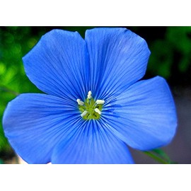 Non GMO Bulk Blue Flax Seeds - Linum perenne (1/4 Lb)