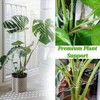 10PCS Monstera Grapple, Monstera Leaf Plant Support, Turtle Shell Bamboo