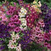 Outsidepride Butterfly Flower Schizanthus Angel Wings Seed Mix - 10000