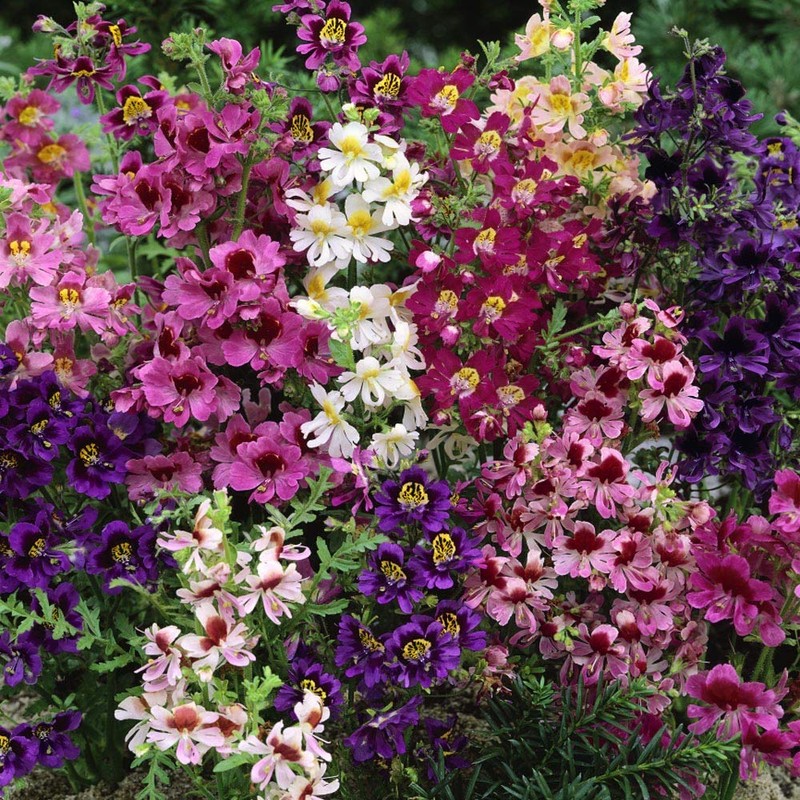 Outsidepride Butterfly Flower Schizanthus Angel Wings Seed Mix - 10000