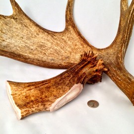 Mountain Dog Chews - Monster Moose Antler Dog Chew - Grade A Premium - Organic - Made in USA - No Mess