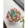 Kishima (Kishima) Eclea Deodorizing Artificial Green, Green, Size: Approx. W